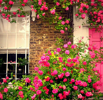 red roses, outdoor, rose arch, flowers HD wallpaper