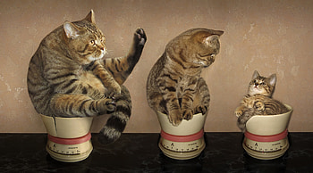 Funny cats, pisica, fat, cat, funny, bowl, trio HD wallpaper