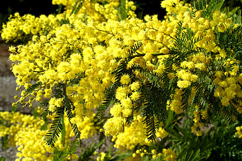 Acacia Tree, Stunning , Nature's artwork, Serene beauty HD wallpaper