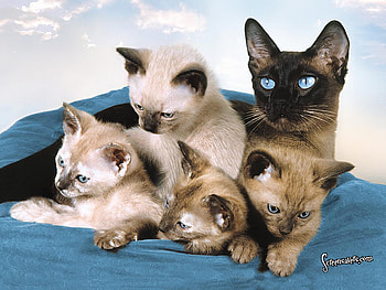 Siamese family, kitten, siamese, cat, family HD wallpaper
