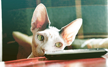 Animals, Sphinx, Cat, Muzzle, Desk, Remote Controller HD wallpaper