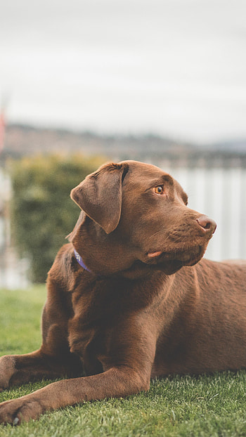 Chocolate, Labrador Retriever HD phone wallpaper