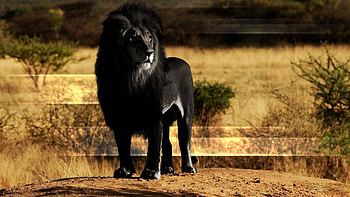 Black lion, Lions HD wallpaper