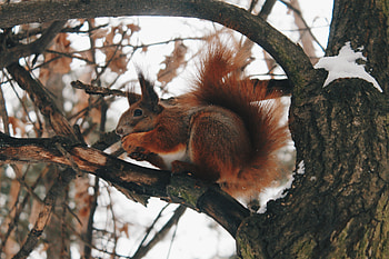 Red, rodent, squirrel HD wallpaper
