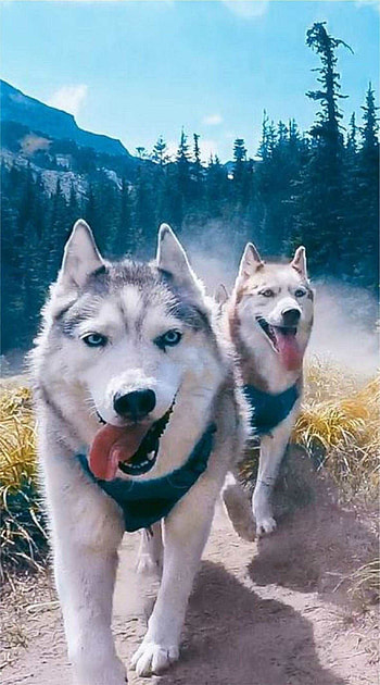 Siberian Husky, , Stunning visuals, Beautiful husky HD phone wallpaper