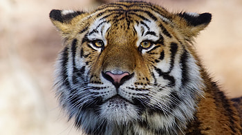 Muzzle, calm, tiger, predator HD wallpaper