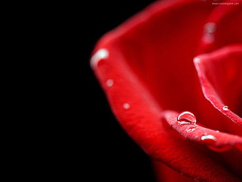 Drops, Macro, Rose Flower, Rose, Petal HD wallpaper