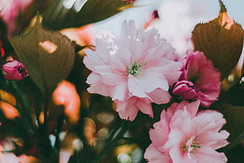 Close-up of vibrant pink cherry blossoms in full bloom against a sunny background. HD wallpaper