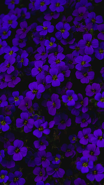 Flowers, Violet, Dark, Purple, Aubrieta, Aubreyet HD phone wallpaper