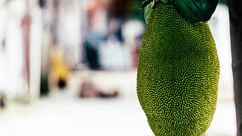 Jackfruit, Tropical delicacy, Nature's bounty, Gastronomic delight HD wallpaper