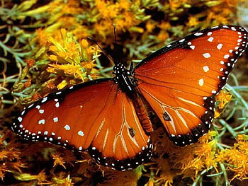 Orange butterfly, animal, nature, butterfly, insect HD wallpaper