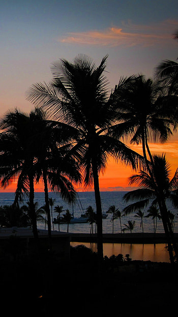 Palm tree sunset HD phone wallpaper