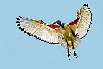 Flying Big Bird, big, bird, , cool, flying HD wallpaper