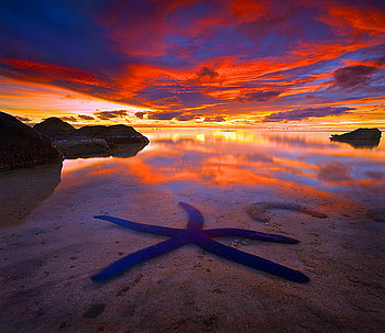 Blue star, blue, starfish, cliffs, clouds, gold orange blue sky, sunset, beach HD wallpaper