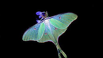 Graceful luna moth, Enchanting , beauty, -worthy HD wallpaper