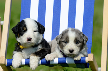 Animals, Relaxation, Rest, Puppies, Lounger, Lejek HD wallpaper