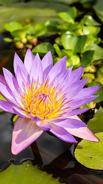 Nature, earth, water lily HD phone wallpaper