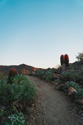 Nature, Canyon, Desert, Path, Cactus HD phone wallpaper