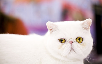 Exotic Shorthair Cat, Pet close up, Cute animals, High quality HD wallpaper