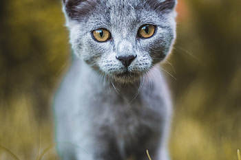 Animals, Cat, Pet, Grey, Sight, Opinion HD wallpaper