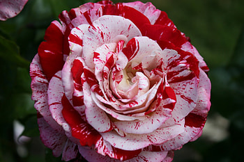 Altered Rose, rose, pink, red, beautiful, unique HD wallpaper