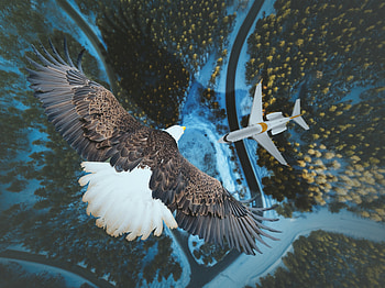 Eagle, airplane, sky, aerial view HD wallpaper