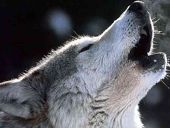 The Call, dog, wolves, animals, dogs, nature, wolf, forest HD wallpaper