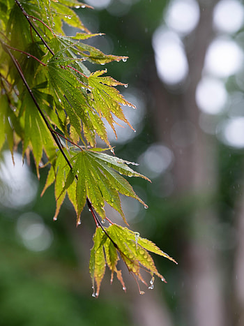 Leaves, Rain, Drops, Macro, Wet, Branch HD phone wallpaper