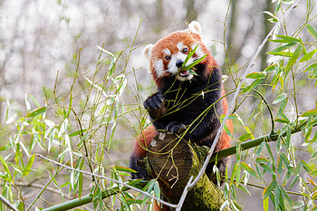 Animals, Sweetheart, Nice, Bamboo, Panda, Red Panda HD wallpaper