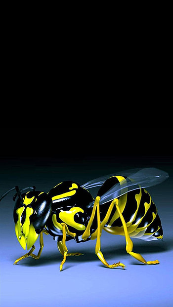 Black And Yellow, Bee HD phone wallpaper
