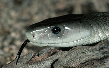 Grey serpent, Venomous predator, Dark-themed , Captivating ry HD wallpaper