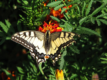 Butterflies, Insects HD wallpaper