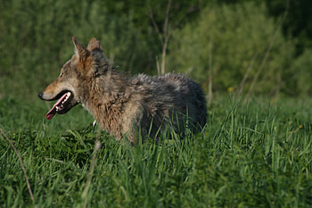 Belarus Wolf, belarus, animals, dogs, nature, wolf HD wallpaper