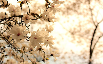 Plants, Landscape, Flowers HD wallpaper