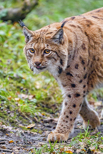 Animals, Iris, Brown, Big Cat, Sight, Opinion, Wildlife, Animal HD phone wallpaper