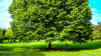 tree, Breathtaking visuals, Nature's gift, Sarah Seller's masterpiece HD wallpaper