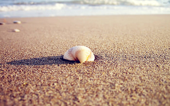 Sand, Sea Shell HD wallpaper