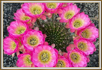 PRETTY CACTUS, PRETTY, NATURE, FLOWERS HD wallpaper