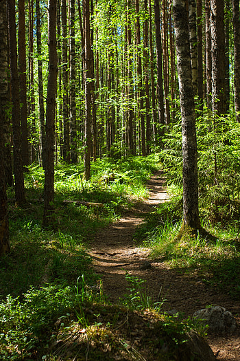 Nature, Trees, Grass, Pine, Forest, Path HD phone wallpaper