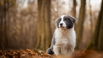 Puppy in woods, Collie's playfulness, Nature's backdrop, Happy little explorer HD wallpaper