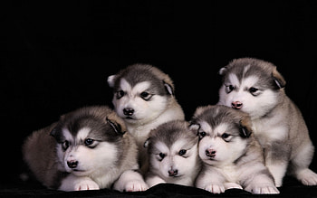Adorable dogs, animal, puppies HD wallpaper