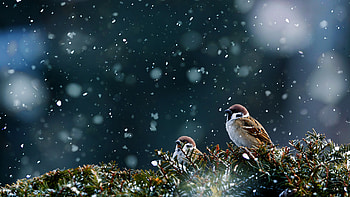 Two Sparrow Birds Are Standing On Frozen Tree Branches In Snowfall Background Birds HD wallpaper