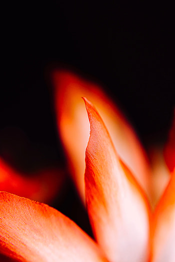 Flower, Macro, Petals HD phone wallpaper
