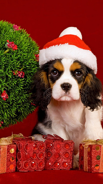 Christmas Dog, Cute Christmas Dog HD phone wallpaper