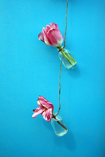 Flowers, Tulips, Wall, Rope HD phone wallpaper