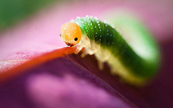 Lilac, Macro, Insect, Caterpillar HD wallpaper