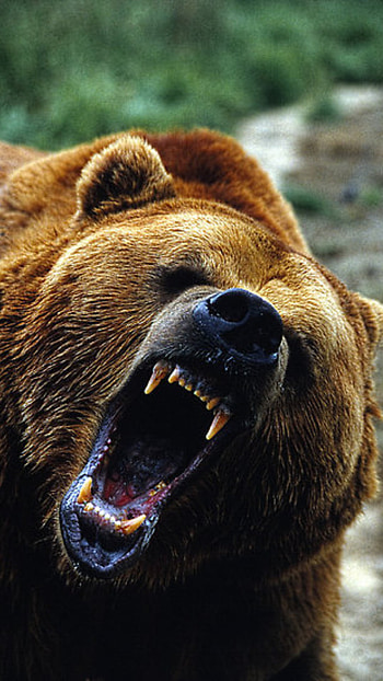 Jaws, Grizzly Bears HD phone wallpaper