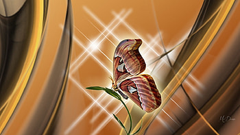 atlas moth, butterflies, moth, butterfly, animals HD wallpaper