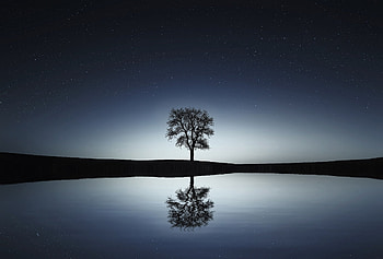 Nature, Water, Night, Reflection, Wood, Tree HD wallpaper