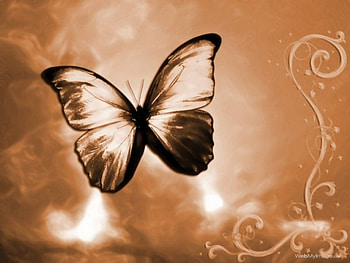 copper butterfly, animal, copper, wings, butterfly HD wallpaper